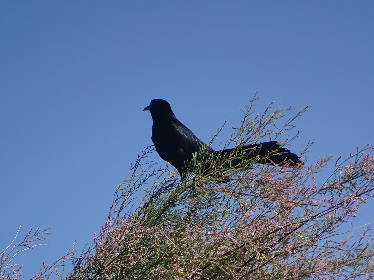 Great-tailed Grackle - ML620623489