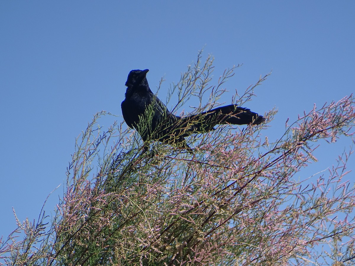 Great-tailed Grackle - Robert Solomon