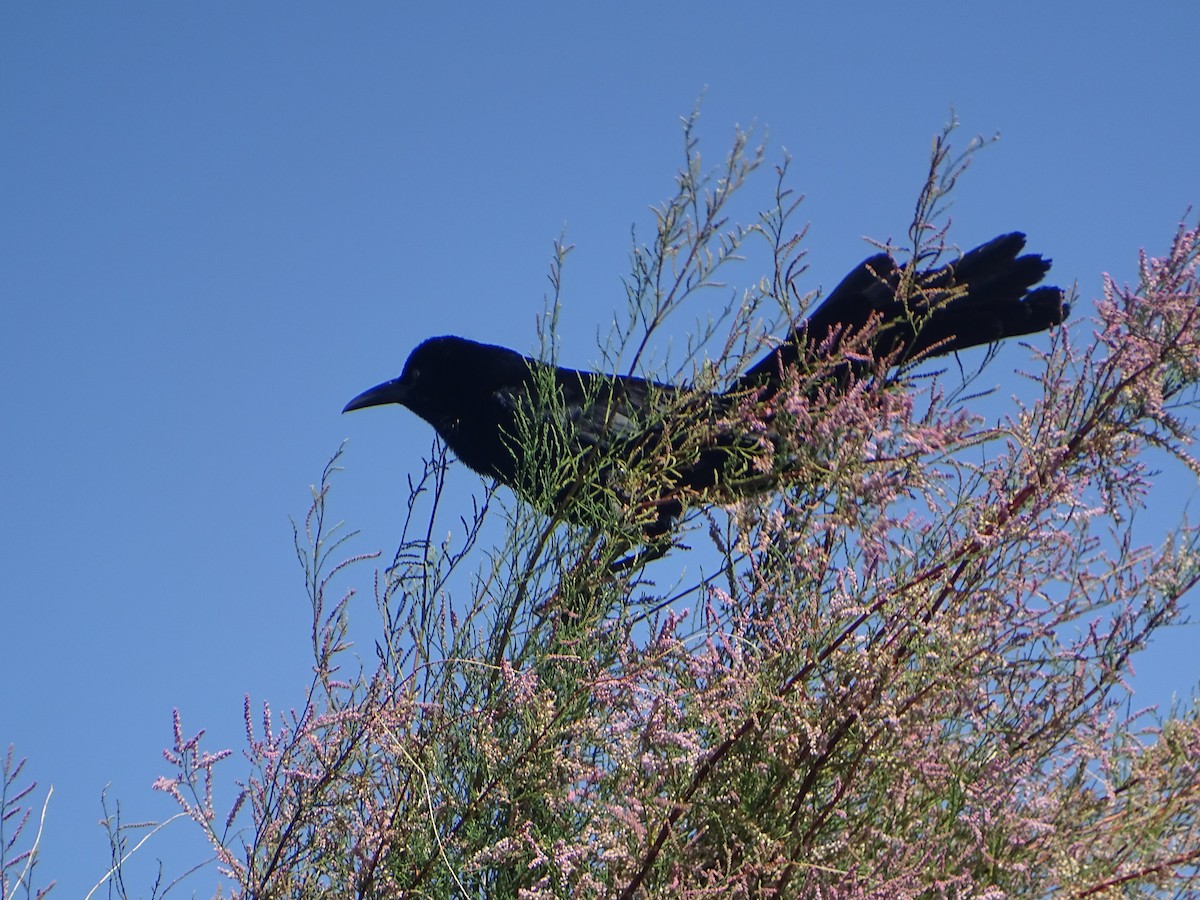 Great-tailed Grackle - ML620623491