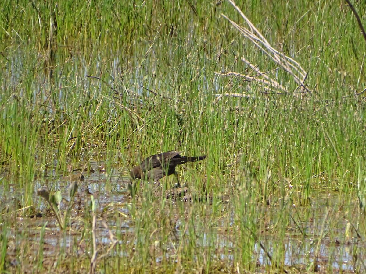 Great-tailed Grackle - ML620623492