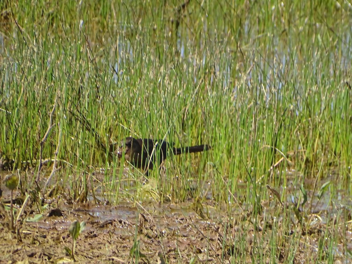 Great-tailed Grackle - ML620623493