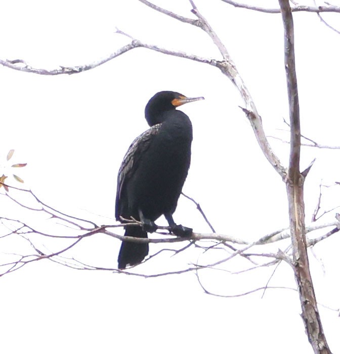 Cormoran à aigrettes - ML620623494