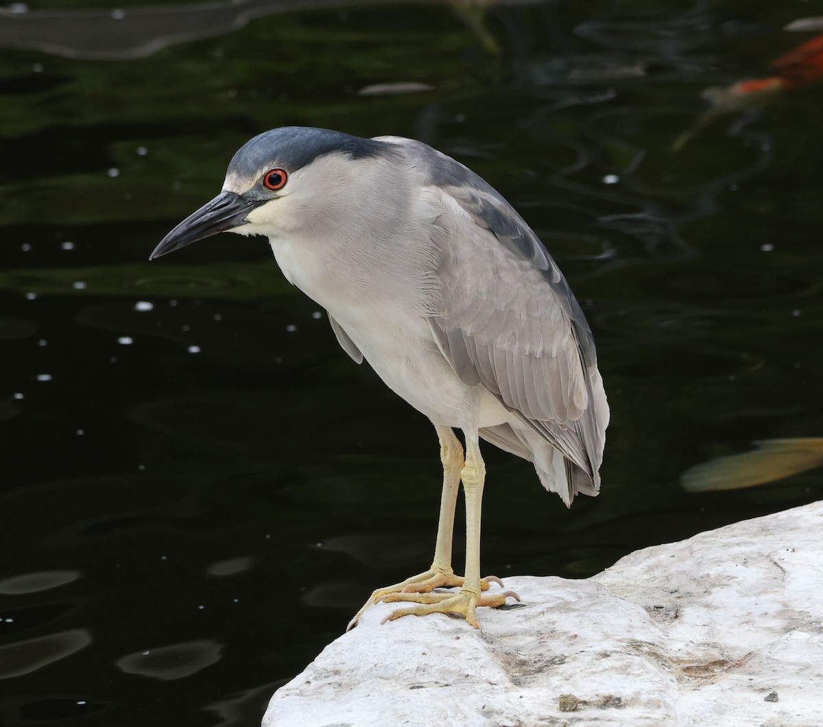 Black-crowned Night Heron - ML620623500