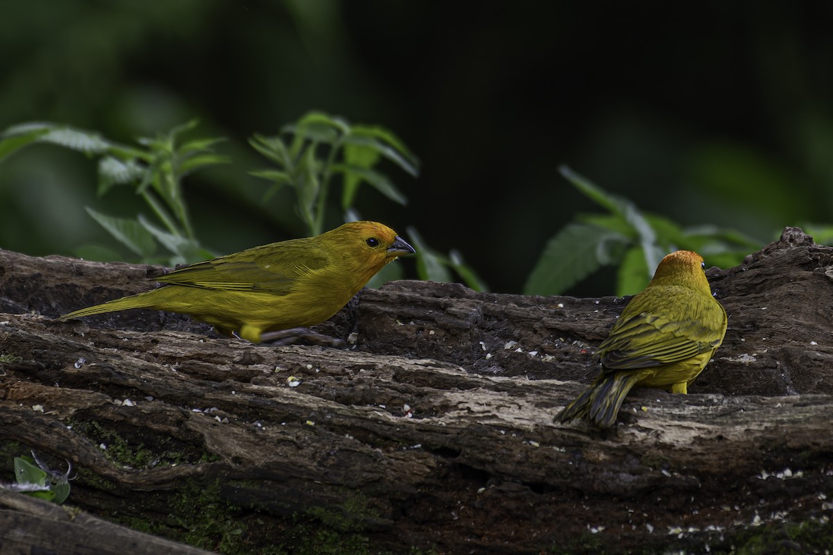 Saffron Finch - ML620623501