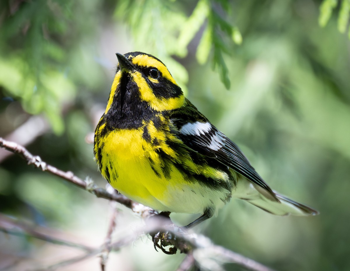 Townsend's Warbler - ML620623502