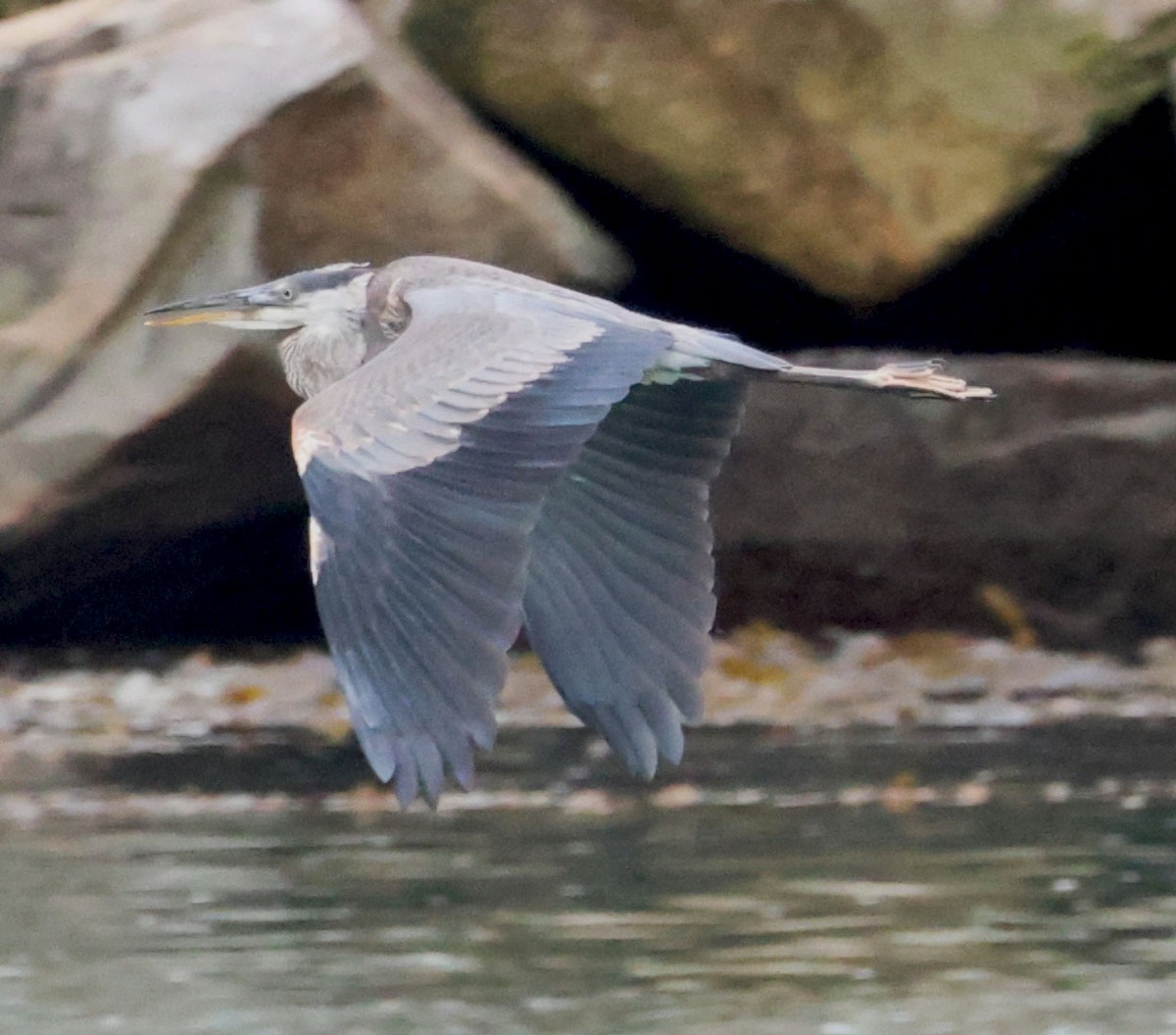 Great Blue Heron - ML620623506