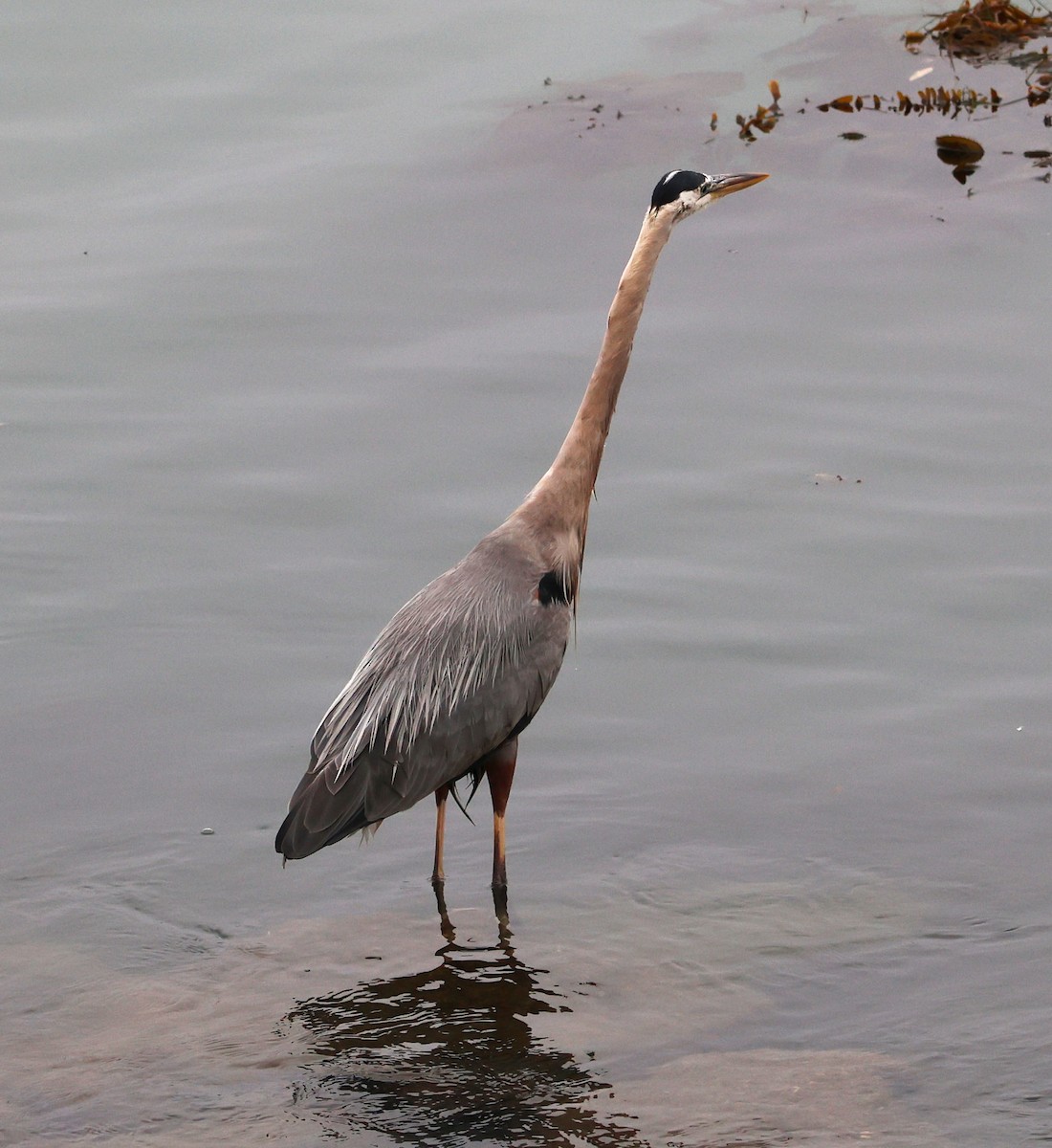 Great Blue Heron - ML620623507