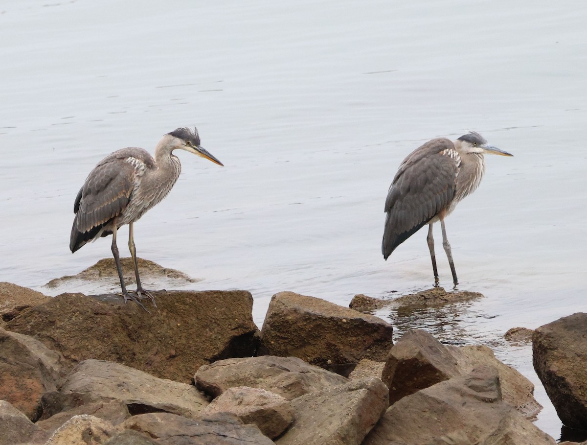 Great Blue Heron - ML620623508