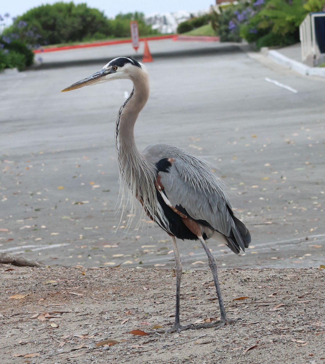 Great Blue Heron - ML620623510