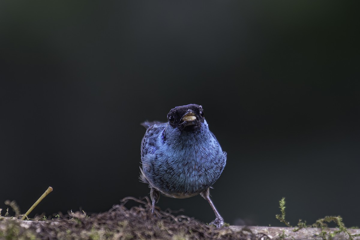 Golden-naped Tanager - ML620623512