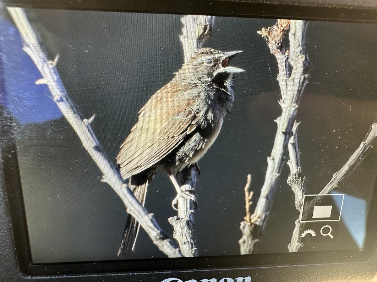 Five-striped Sparrow - ML620623514