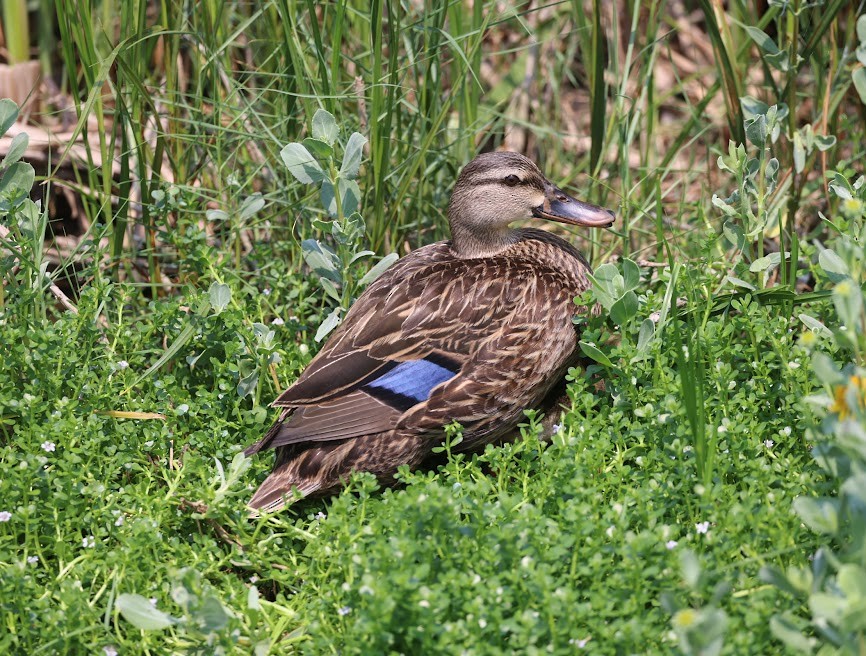 Canard brun - ML620623515