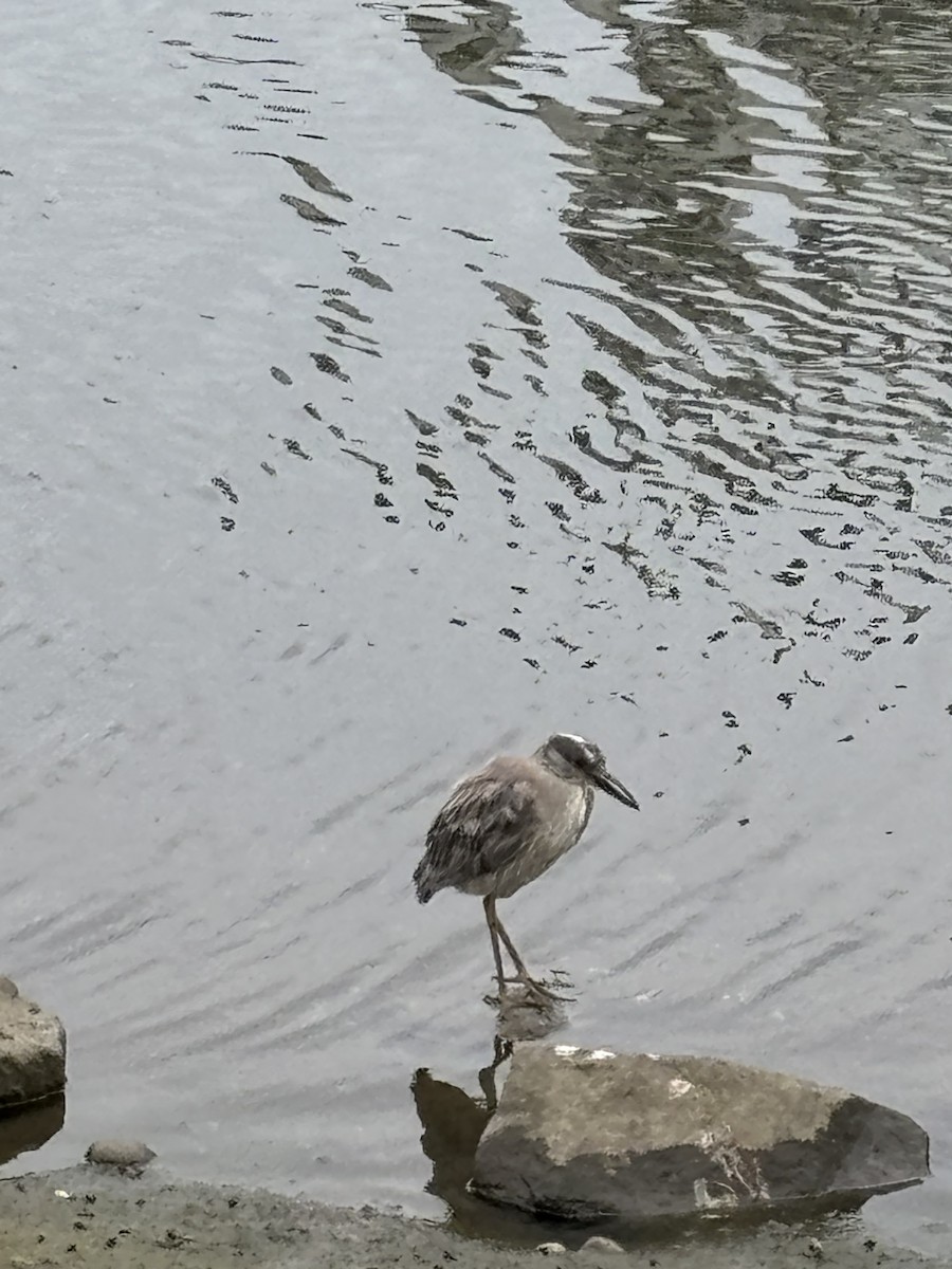 Yellow-crowned Night Heron - ML620623516