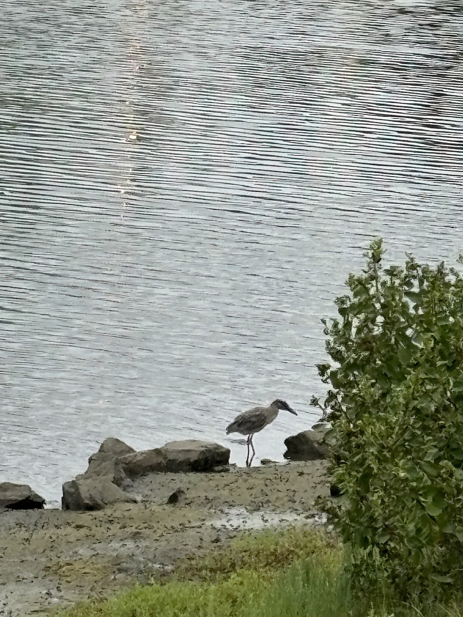 Yellow-crowned Night Heron - ML620623517