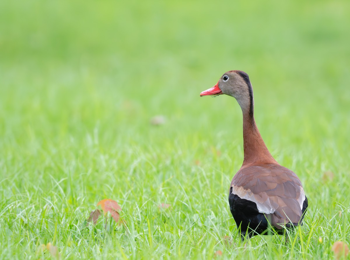 Dendrocygne à ventre noir - ML620623519