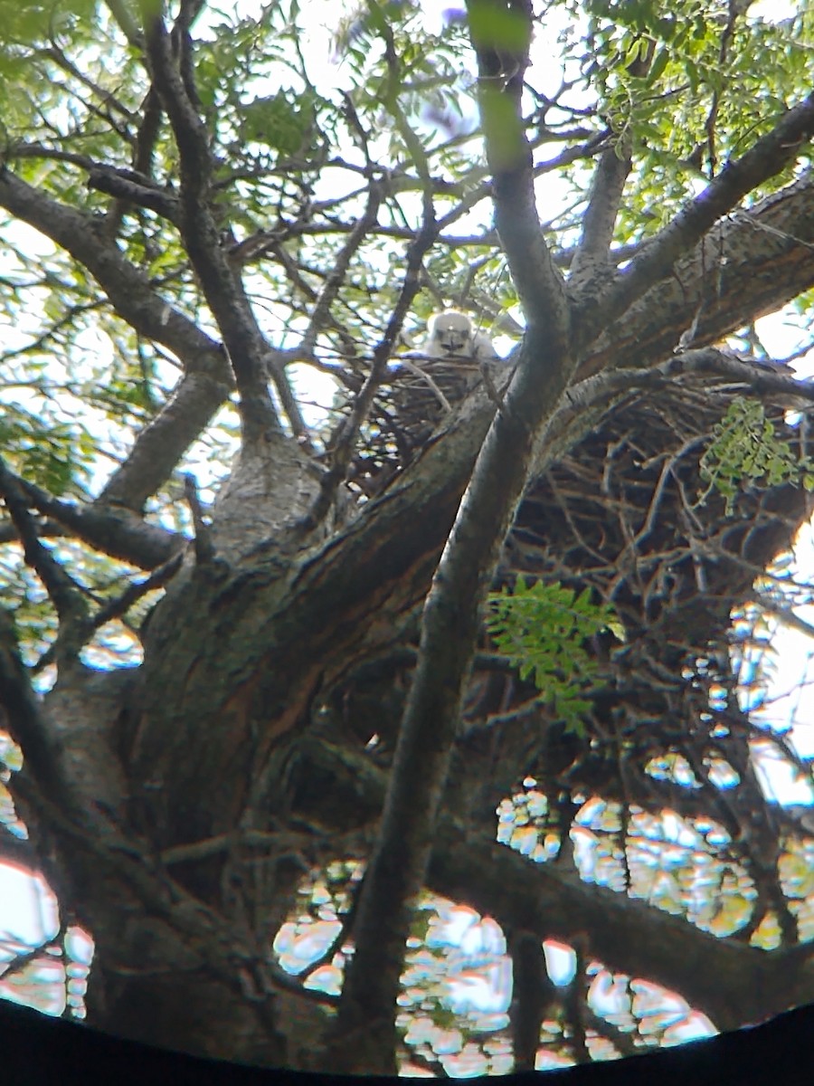 Cooper's Hawk - ML620623520