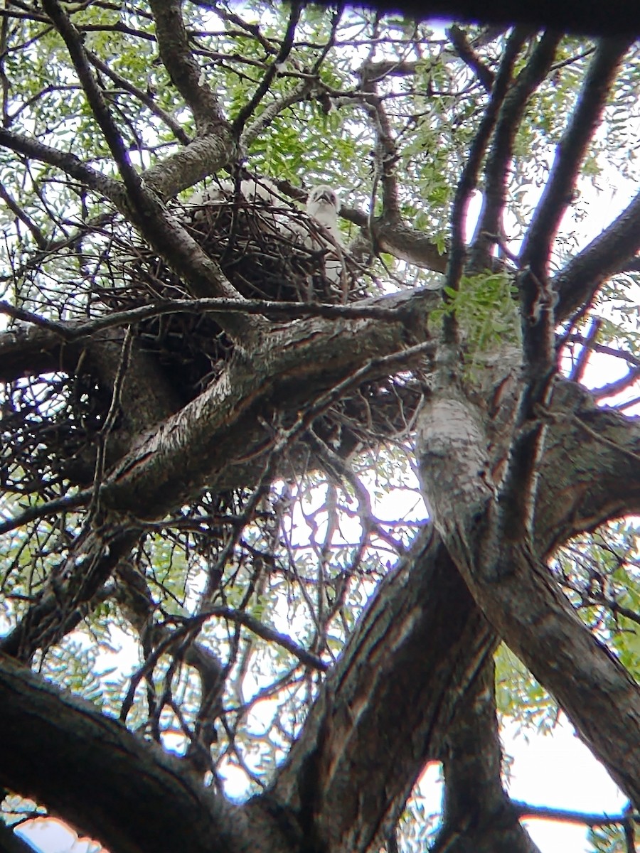 Cooper's Hawk - ML620623521