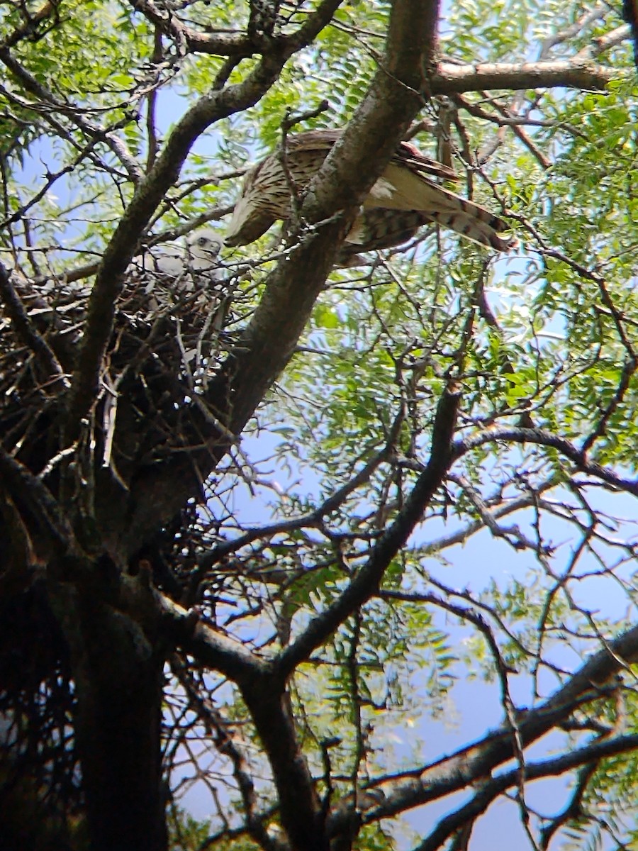 Cooper's Hawk - Brighten Jelke