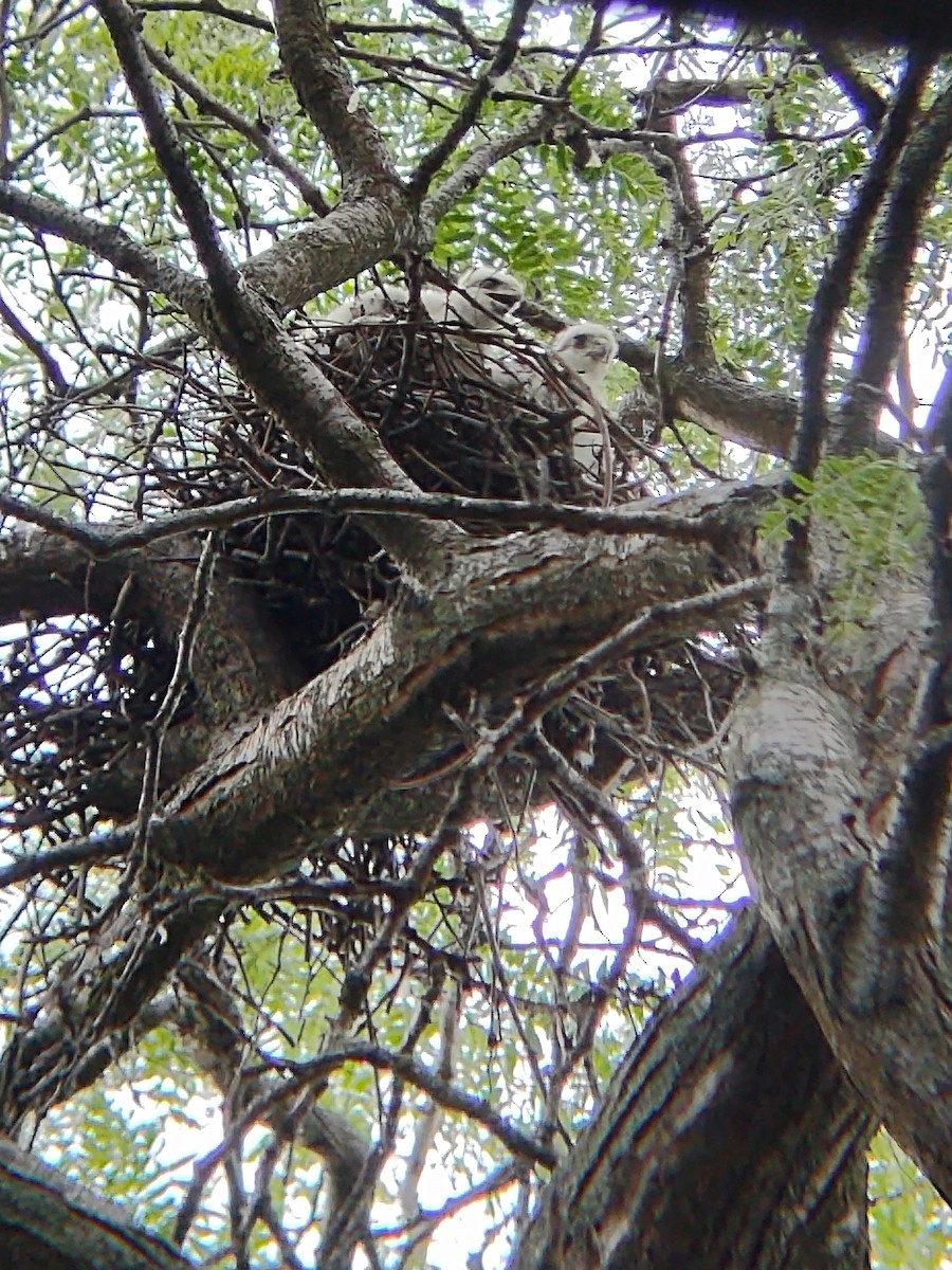 Cooper's Hawk - ML620623523