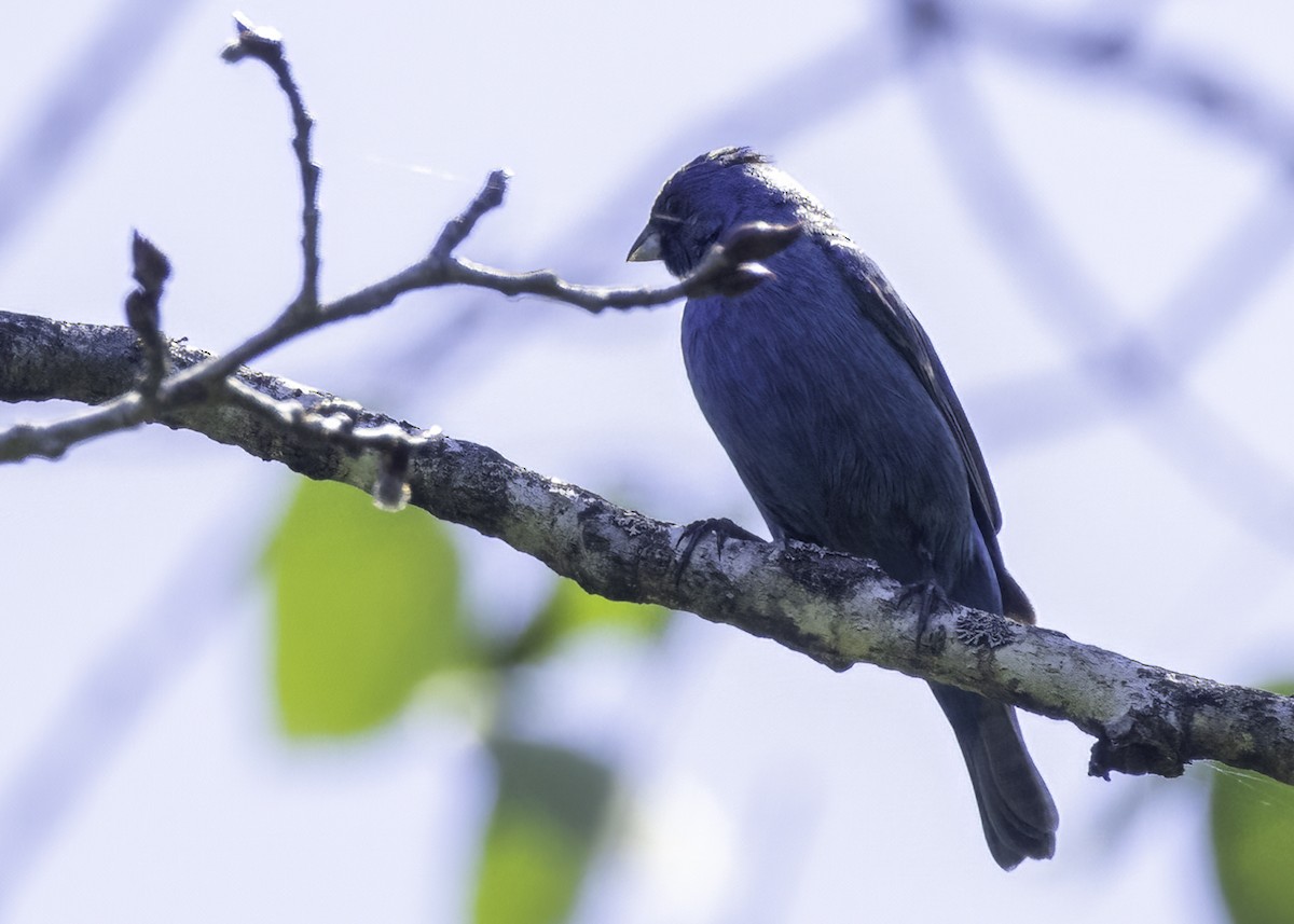 Passerin indigo - ML620623524