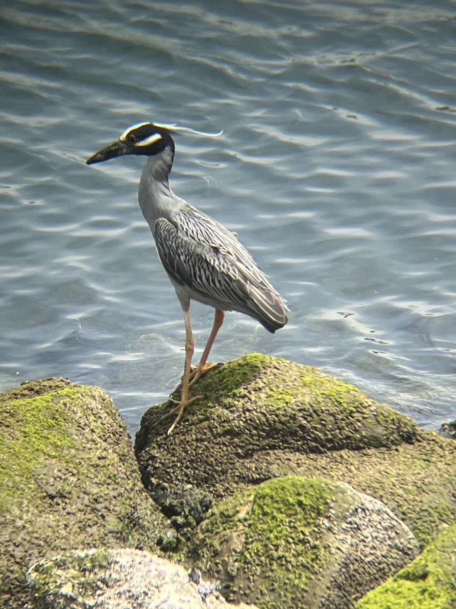 Yellow-crowned Night Heron - ML620623528