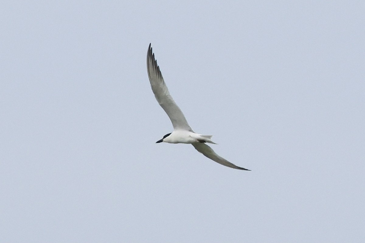 Gull-billed Tern - ML620623529