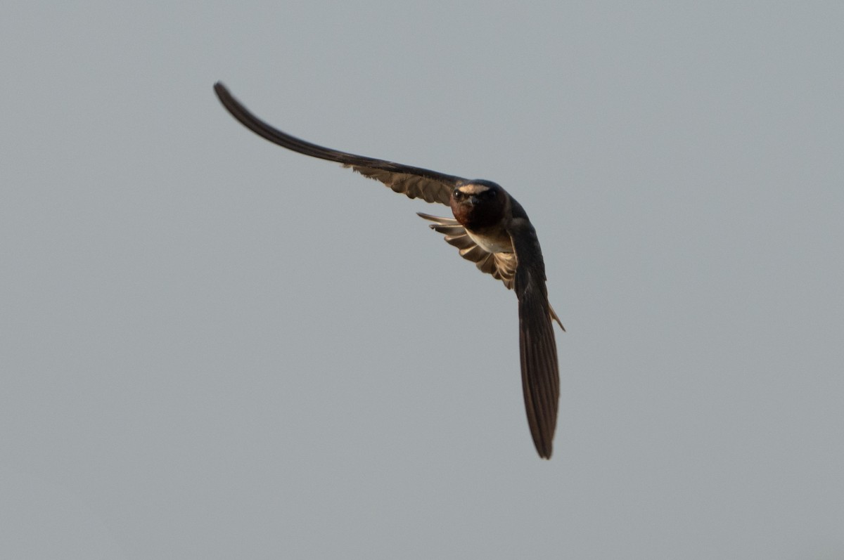 Cliff Swallow - ML620623530