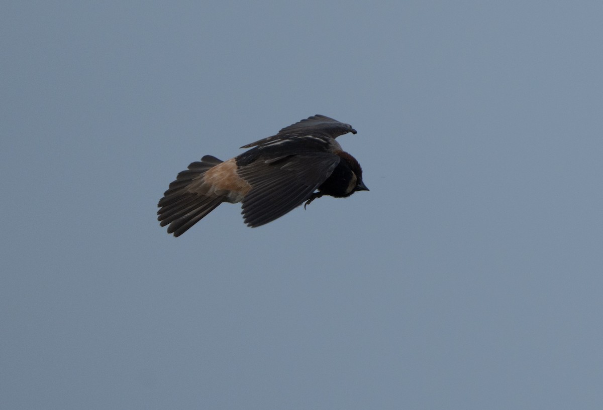 Cliff Swallow - ML620623531