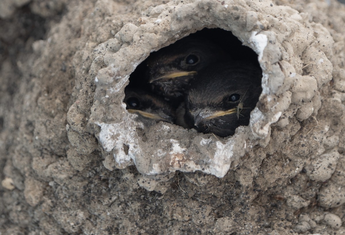 Cliff Swallow - ML620623533