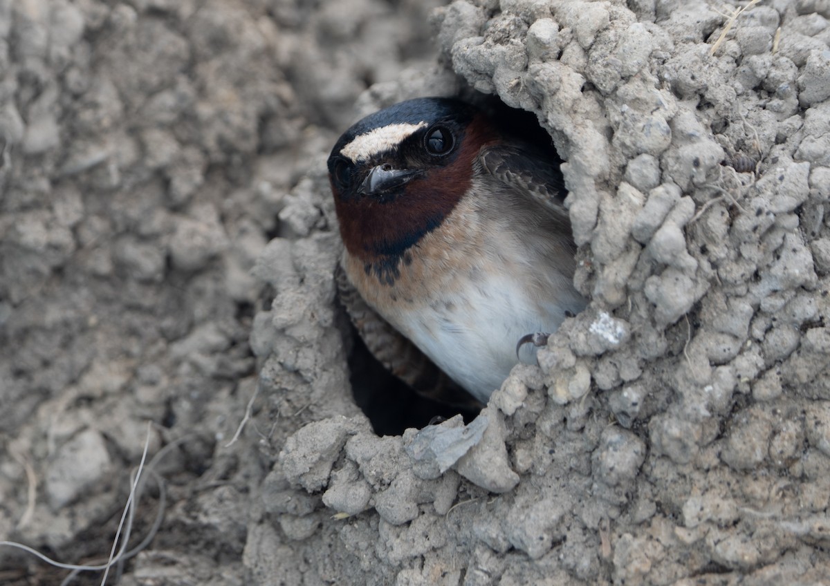 Cliff Swallow - ML620623535