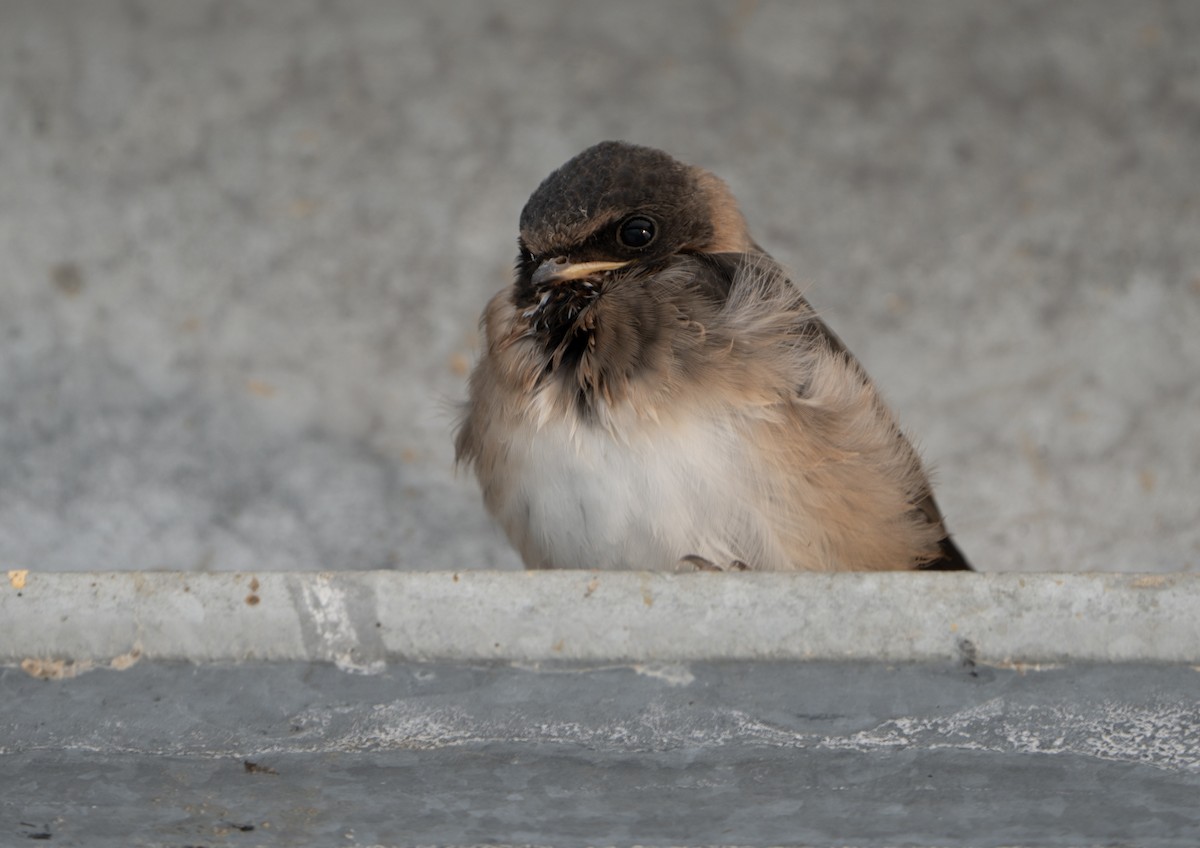 Cliff Swallow - ML620623537