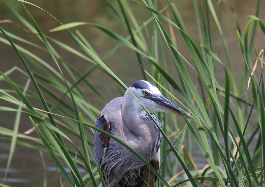 Garza Azulada - ML620623540