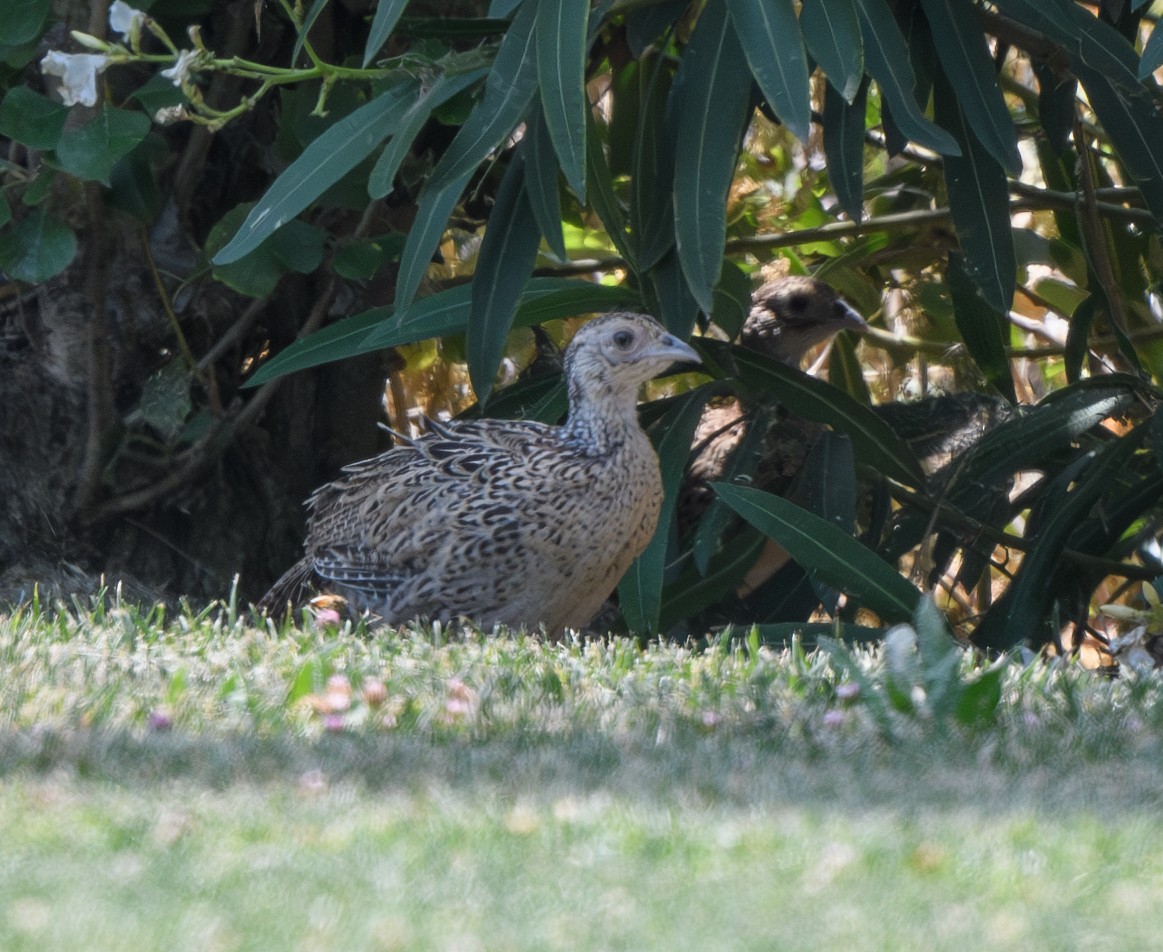 Ring-necked Pheasant - ML620623541