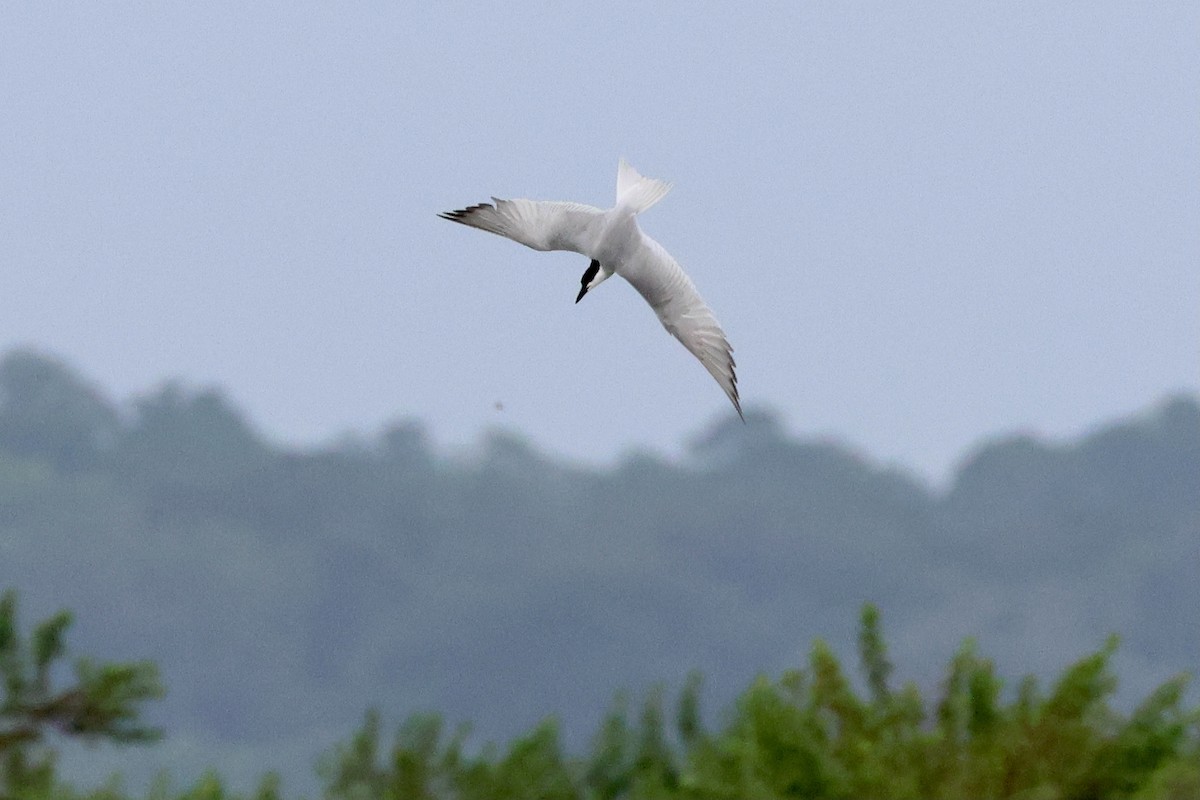 Gull-billed Tern - ML620623542