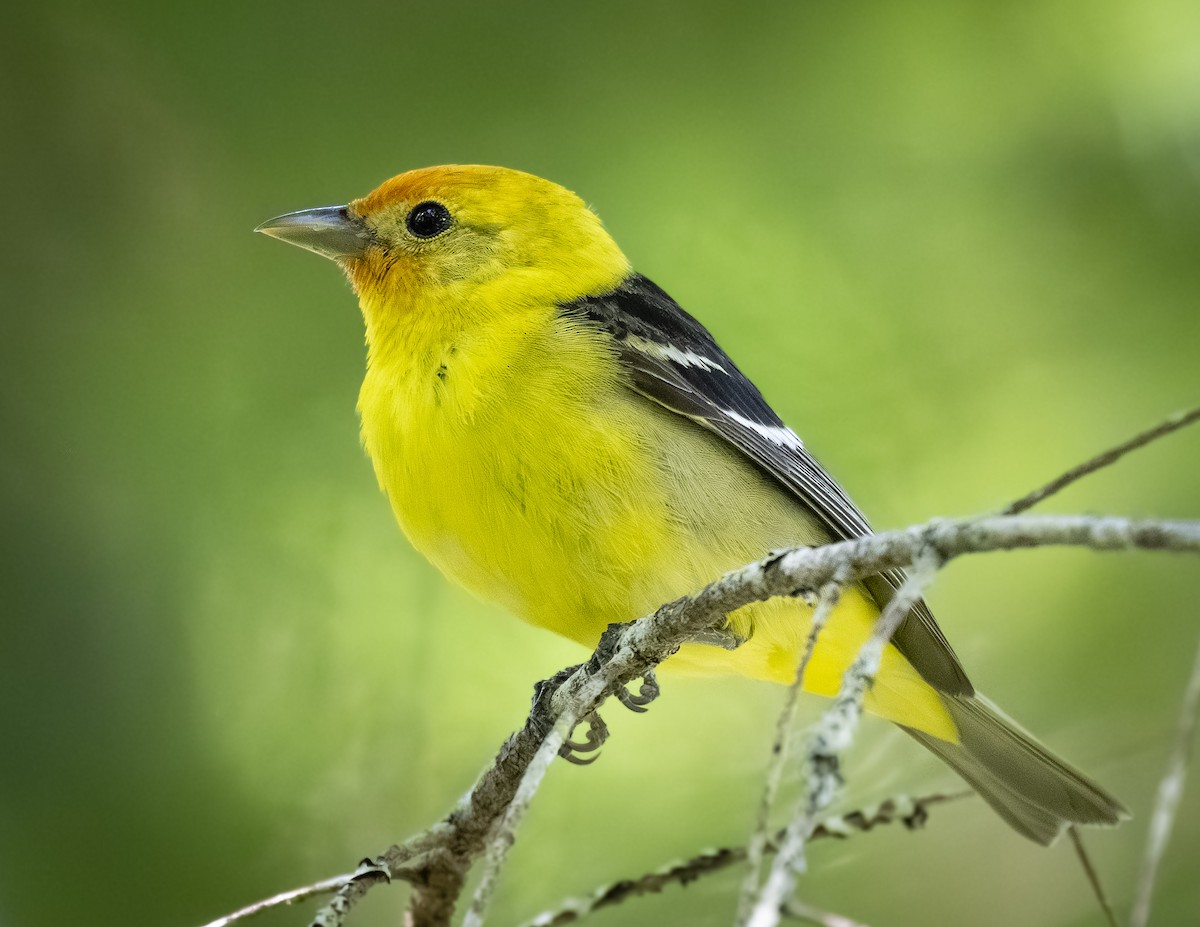 Western Tanager - ML620623543