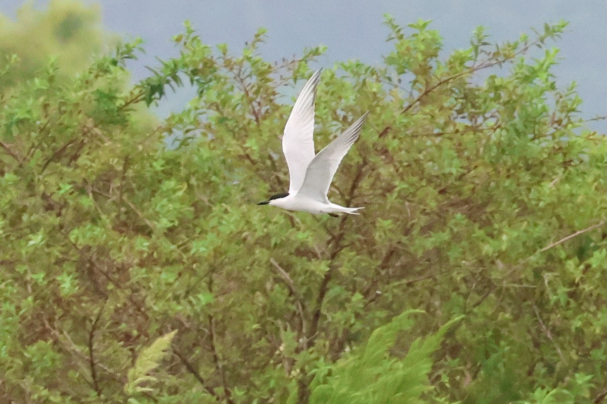 Gull-billed Tern - ML620623549