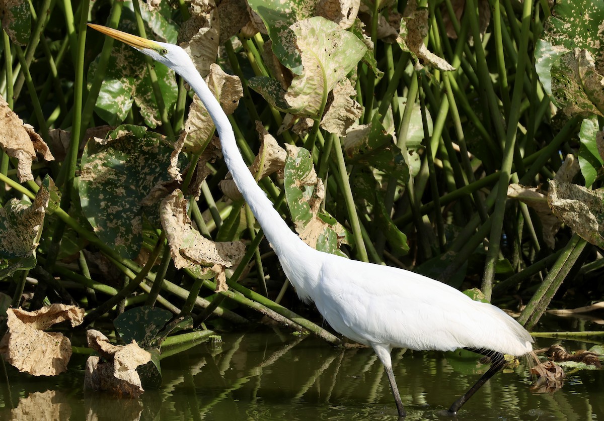 Great Egret - ML620623550