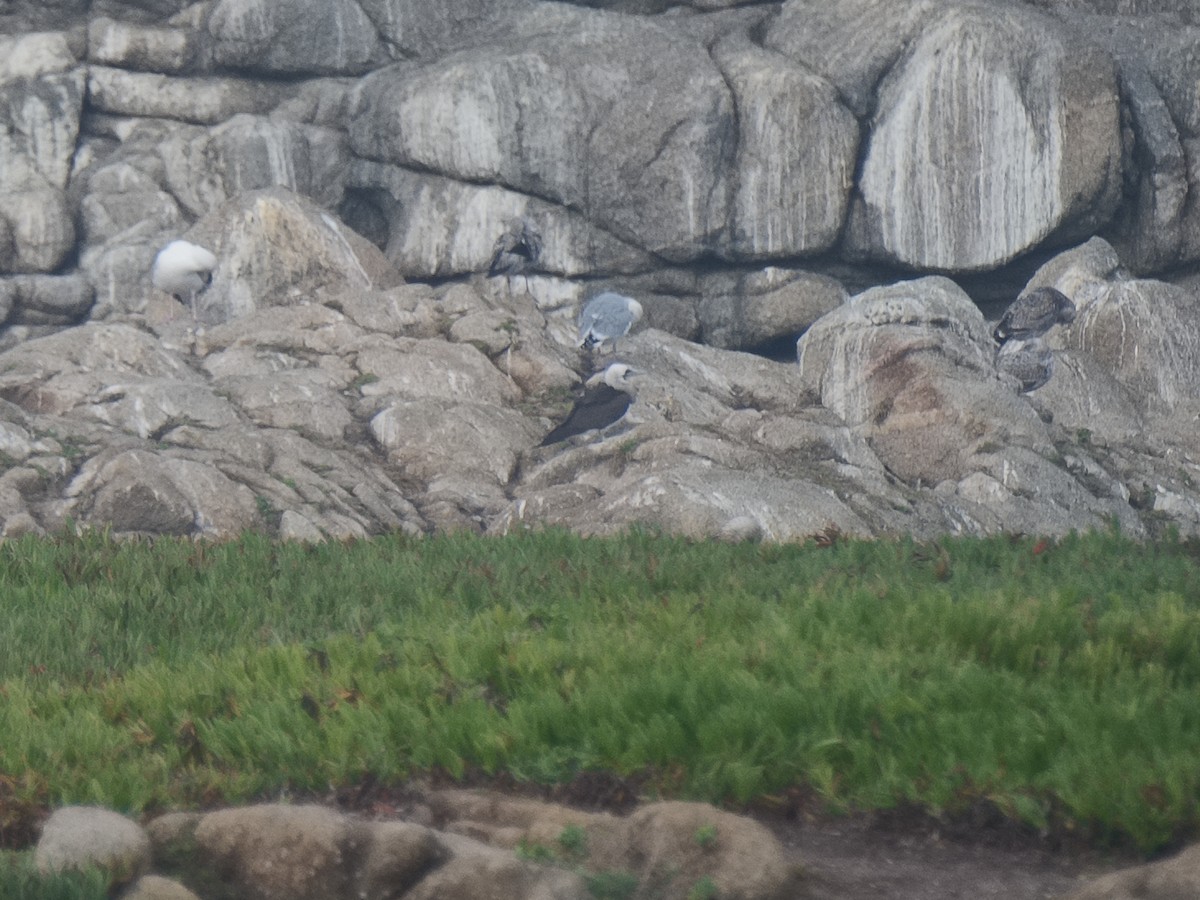 Brown Booby (Brewster's) - ML620623553