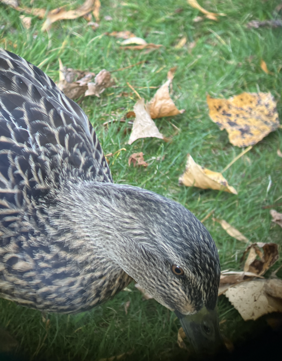 Hybride Canard colvert x C. à sourcils - ML620623558