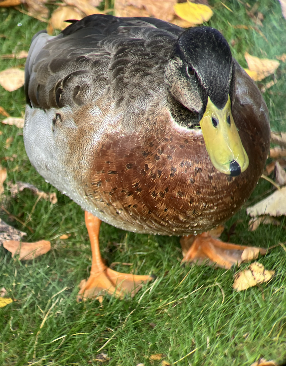 Mallard x Pacific Black Duck (hybrid) - ML620623559