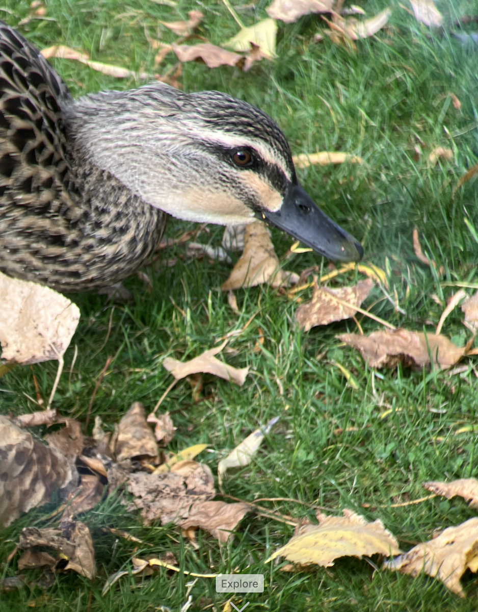 Mallard x Pacific Black Duck (hybrid) - ML620623560