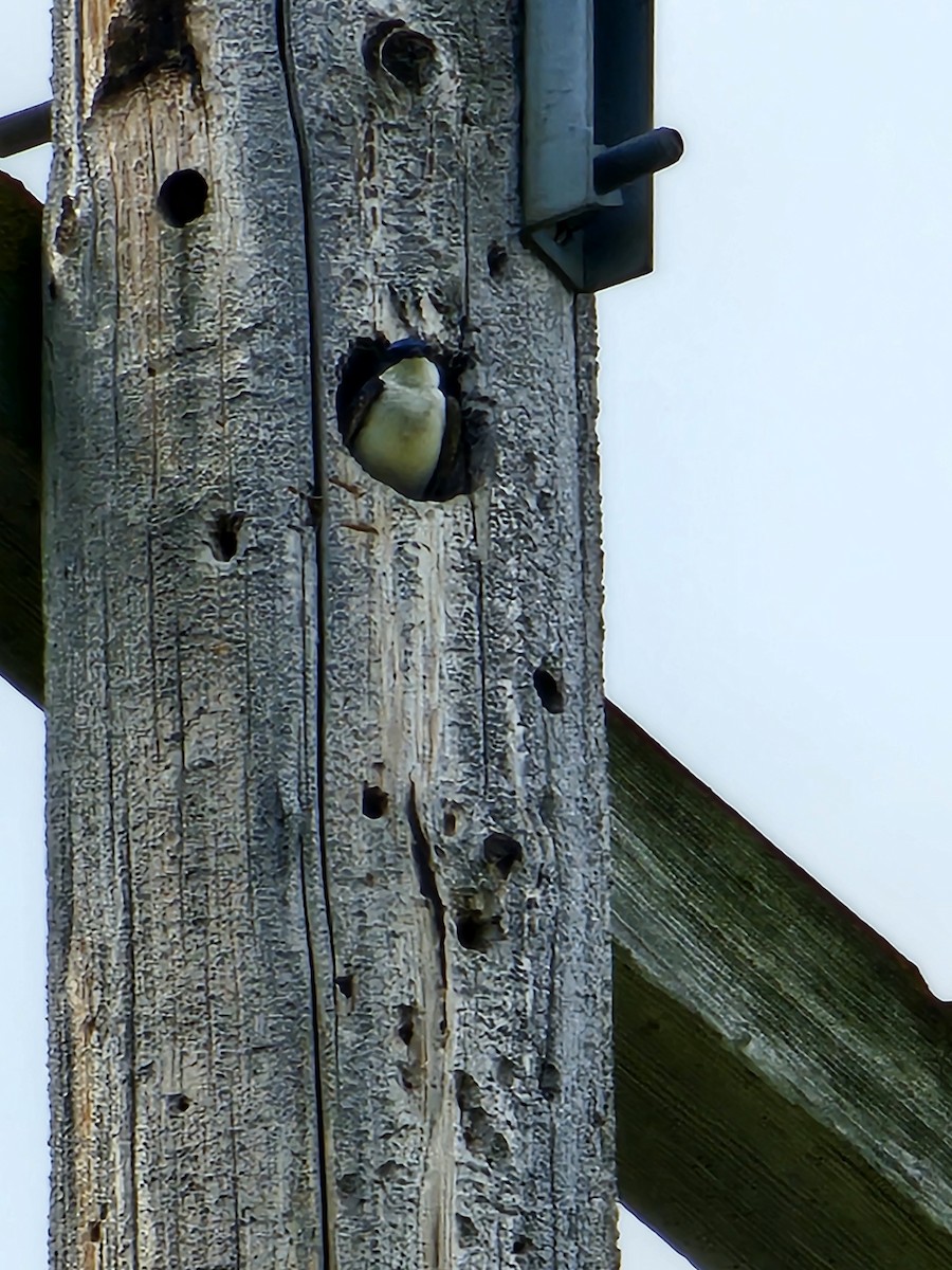 Tree Swallow - ML620623561