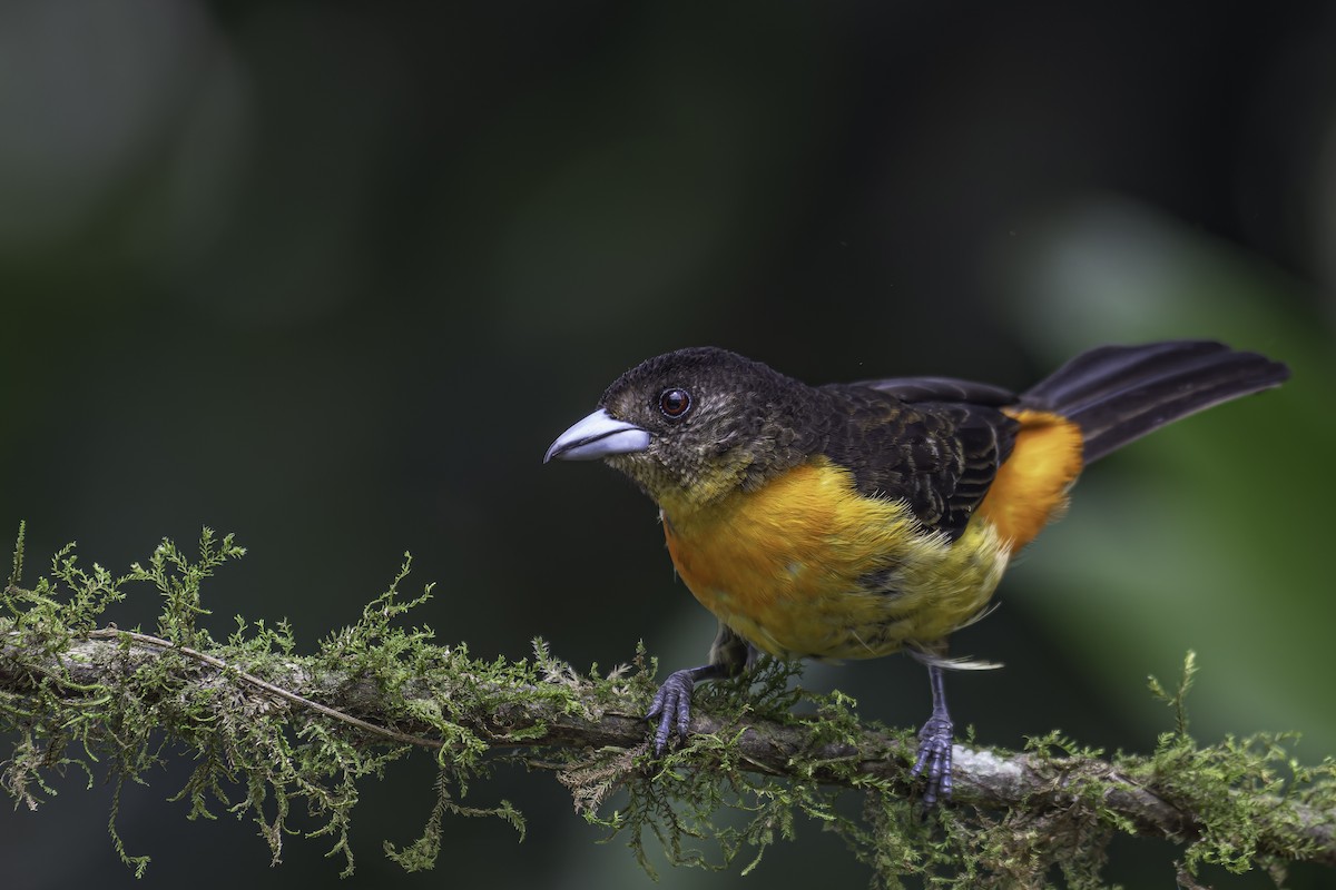 Flame-rumped Tanager - ML620623578