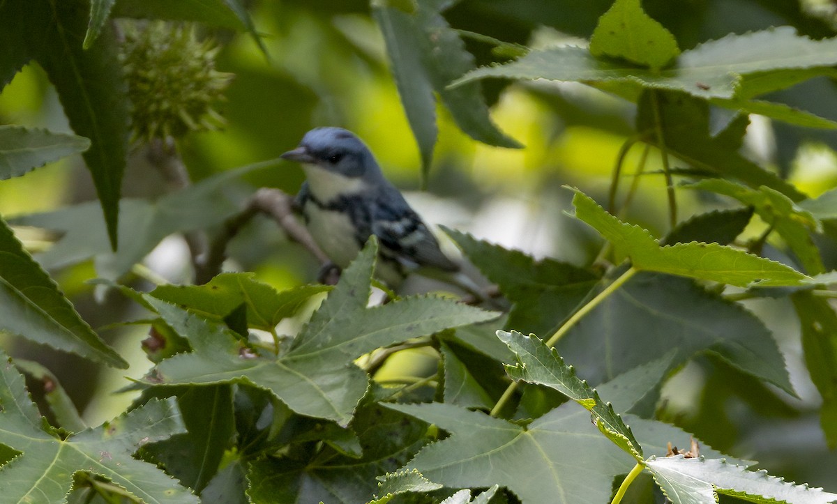 Cerulean Warbler - Iris Kilpatrick