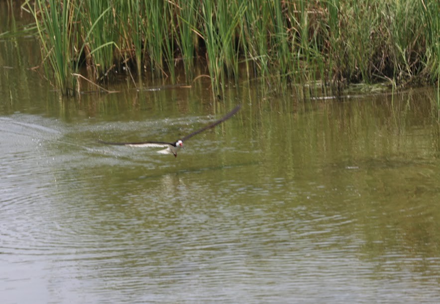 Водоріз американський - ML620623580