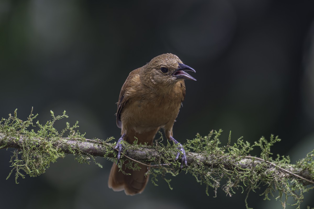 White-lined Tanager - ML620623581