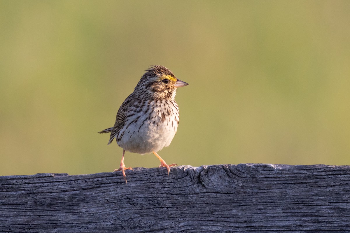 Savannah Sparrow - ML620623582