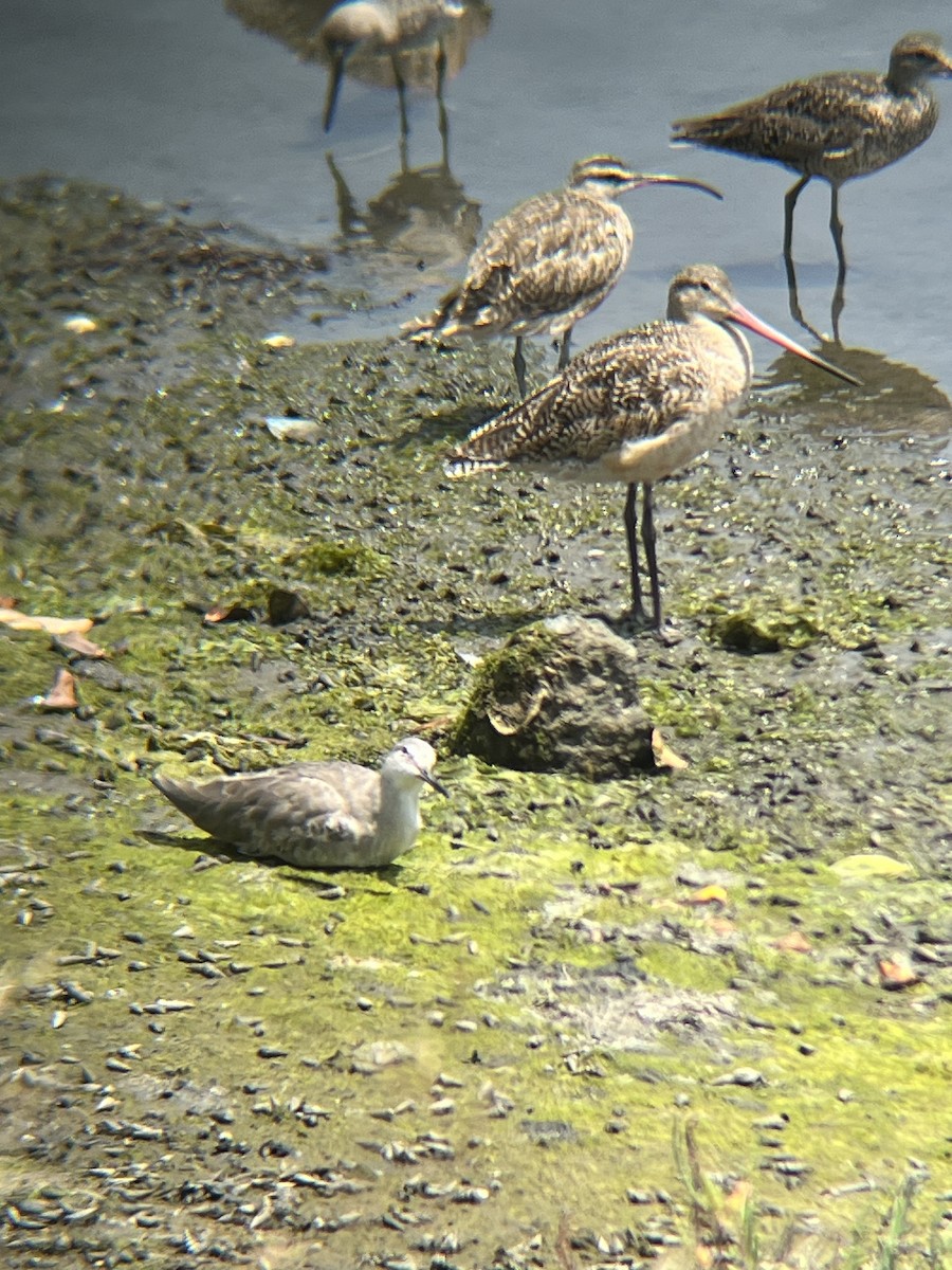 Marbled Godwit - ML620623591