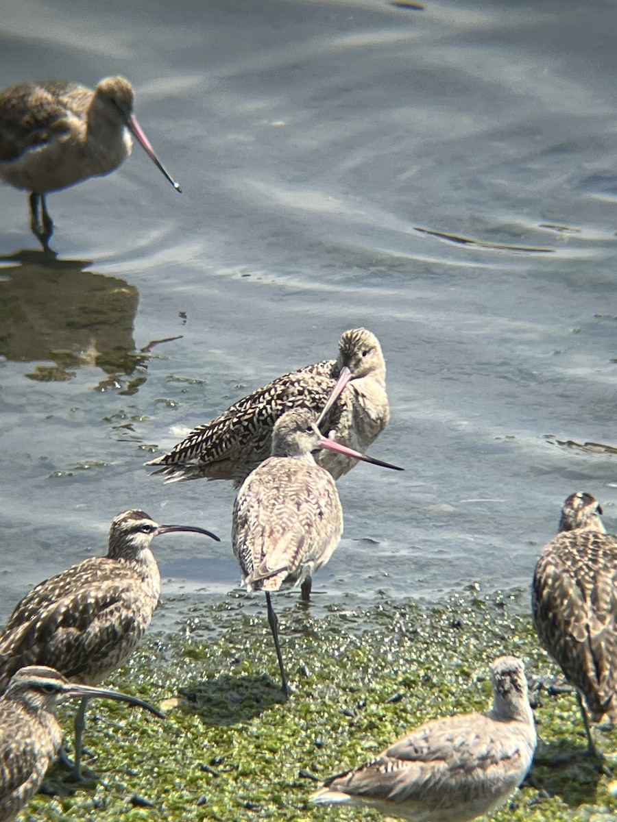 Marbled Godwit - ML620623592