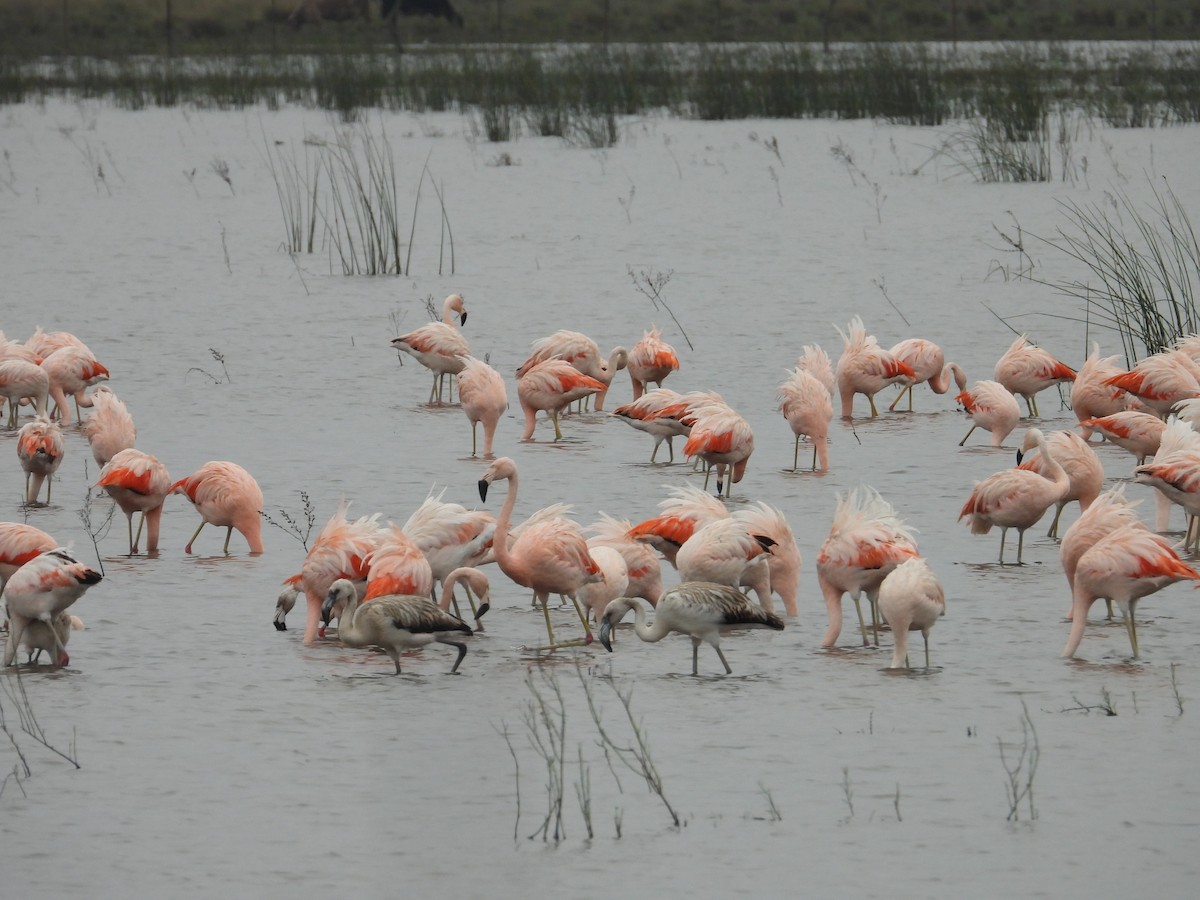 Chilean Flamingo - ML620623597